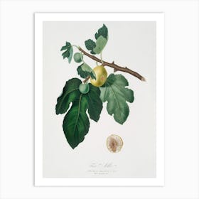 Fig (Ficus Carica) From Pomona Italiana (1817 - 1839), Giorgio Gallesio 1 Art Print