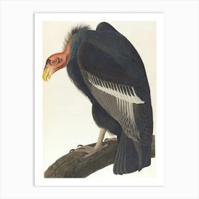 Vintage Vulture Art Print