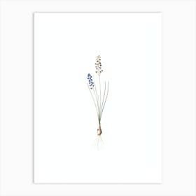 Vintage Autumn Squill Botanical Illustration on Pure White n.0852 Art Print