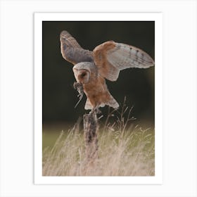 Barn Owl With Mouse Art Print