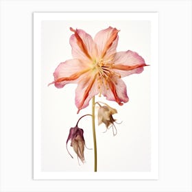 Pressed Wildflower Botanical Art Columbine 4 Art Print