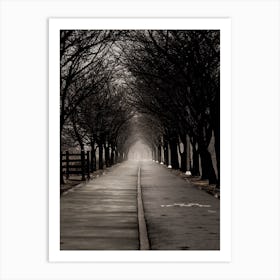 Path Through The Trees Art Print