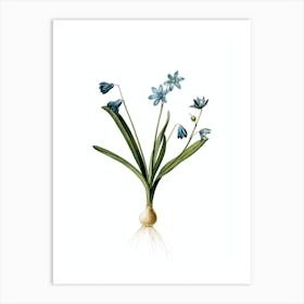 Vintage Scilla Amoena Botanical Illustration on Pure White Art Print