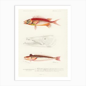 Different Types Of Fishes, Charles Dessalines D'Orbigny Art Print