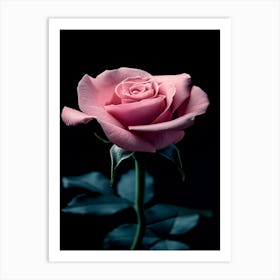 Pink Rose On Black Background 75 Art Print