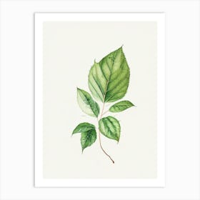 Bergamot Leaf Minimalist Watercolour 1 Art Print