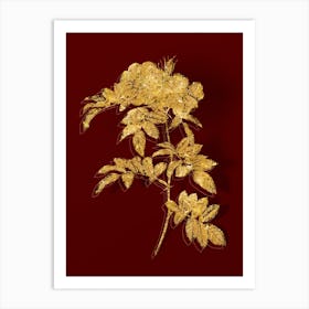 Vintage Shining Rosa Lucida Botanical in Gold on Red n.0317 Art Print