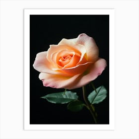 Peach Rose 26 Art Print