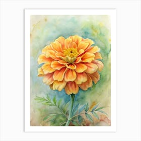 Zinnia 2 Art Print