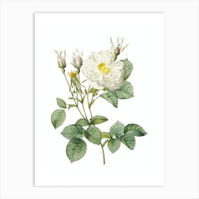 Vintage White Rose of York Botanical Illustration on Pure White n.0362 Art Print