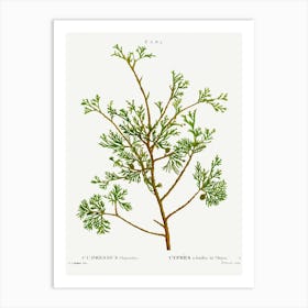 Atlantic White Cypress, Pierre Joseph Redoute Art Print