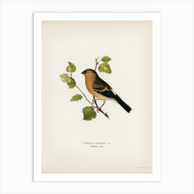 Eurasian Bullfinch (Pyrrhula Pyrrhula), The Von Wright Brothers Art Print
