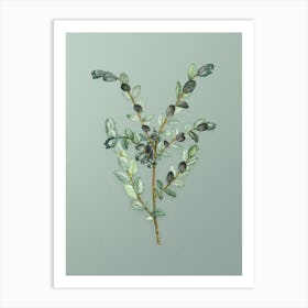 Vintage Creeping Willow Botanical Art on Mint Green n.0683 Art Print