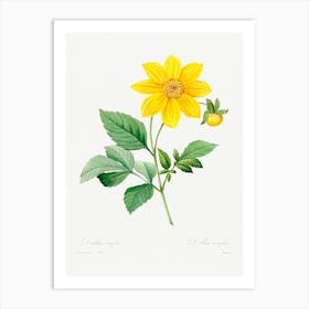 Dahlia, Pierre Joseph Redoute Art Print