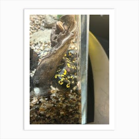 Black And Yellow Frog Art Print