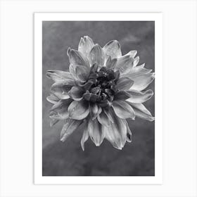 Dahlia BW Art Print