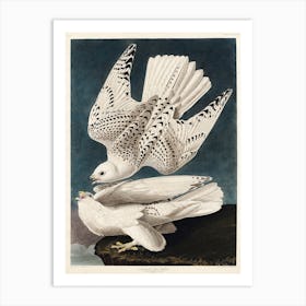 Iceland Or Jer Falcon, Birds Of America, John James Audubon Art Print
