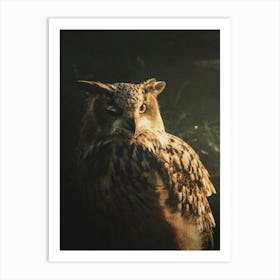 An Owl In The Sunlight Art Print