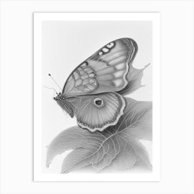Comma Butterfly Greyscale Sketch 1 Art Print