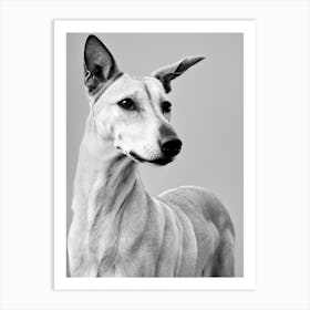 Greyhound B&W Pencil Dog Art Print