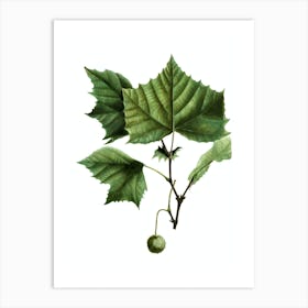 Vintage American Sycamore Botanical Illustration on Pure White n.0442 Art Print