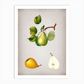 Vintage Pear Botanical on Parchment n.0488 Art Print