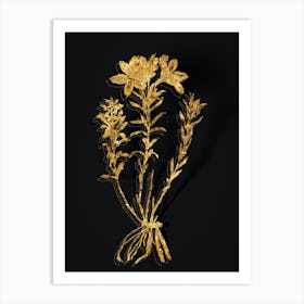 Vintage Lily of the Incas Botanical in Gold on Black n.0279 Art Print