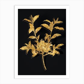 Vintage Azalea Botanical in Gold on Black n.0120 Art Print