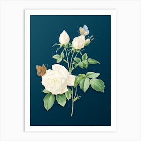 Vintage White Bengal Rose Botanical Art on Teal Blue n.0100 Art Print