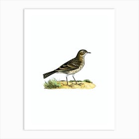 Vintage Meadow Pipit Bird Illustration on Pure White Art Print