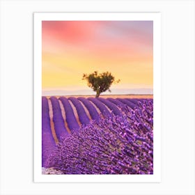 Lavender Field At Sunset 1 Art Print