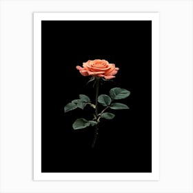 Single Rose On Black Background 33 Art Print