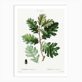 Hungarian Oak, Pierre Joseph Redoute Art Print
