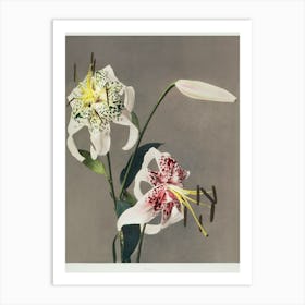Lily, Hand–Colored Collotype From Some Japanese Flowers (1898), Kazumasa Ogawa Art Print