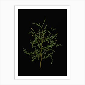 Vintage Sictus Tree Botanical Illustration on Solid Black n.0933 Art Print