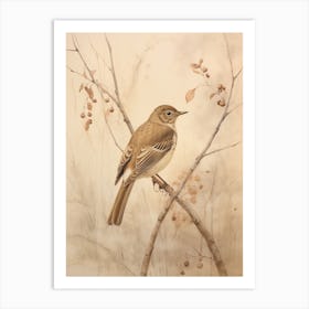 Vintage Bird Drawing Hermit Thrush 2 Art Print