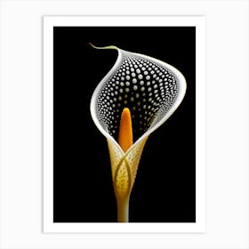 Calla Lily Art Print