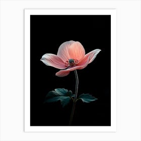 Pink Anemone Flower Art Print