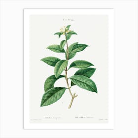 Sweet Osmanthus, Pierre Joseph Redoute Art Print