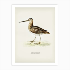 Common Snipe (Capella Gallinago), The Von Wright Brothers Art Print