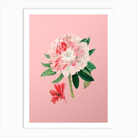 Vintage Rhododendron Flower Botanical on Soft Pink n.0680 Art Print