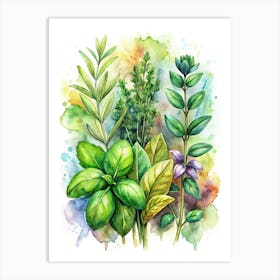 Watercolor Of Herbs Affiche