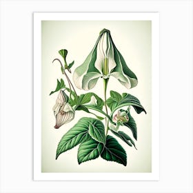 Trillium Wildflower Vintage Botanical Art Print