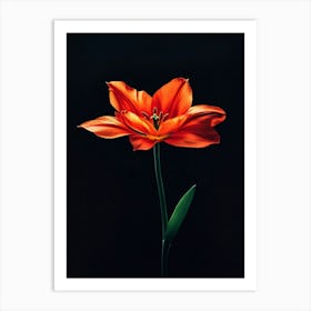 Single Red Tulip 1 Art Print