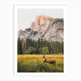 Yosemite Mule Deer Art Print