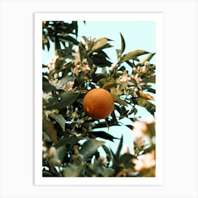 Greek Orange Blossom Art Print