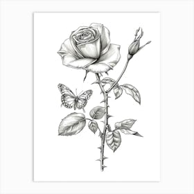 English Rose Butterfly Line Drawing 1 Art Print