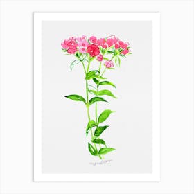 Turkish carnation Watercolor Artwork 1 Art Print