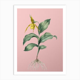 Vintage Yellow Lady's Slipper Orchid Botanical on Soft Pink n.0382 Art Print