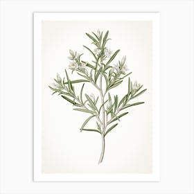 Rosemary Vintage Botanical Herbs 1 Art Print